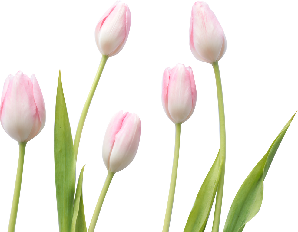 Five Tulips with Stems and Leaves